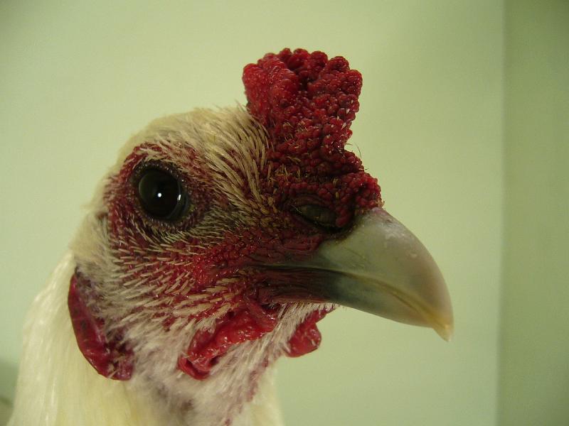 Munster 2009 318.jpg - Lüttiger Zwergkämpfer weiss von Udo Felgenhauer